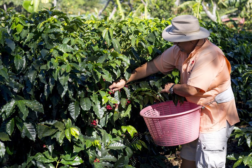 Doka Coffee Plantation