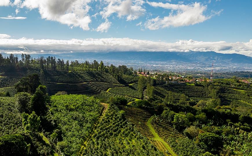 Coffee Plantations near San Jose.