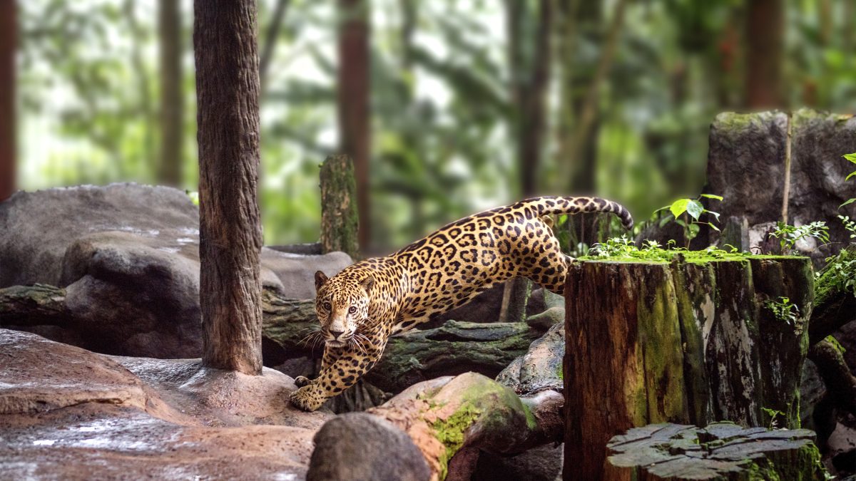 Jaguar La Paz