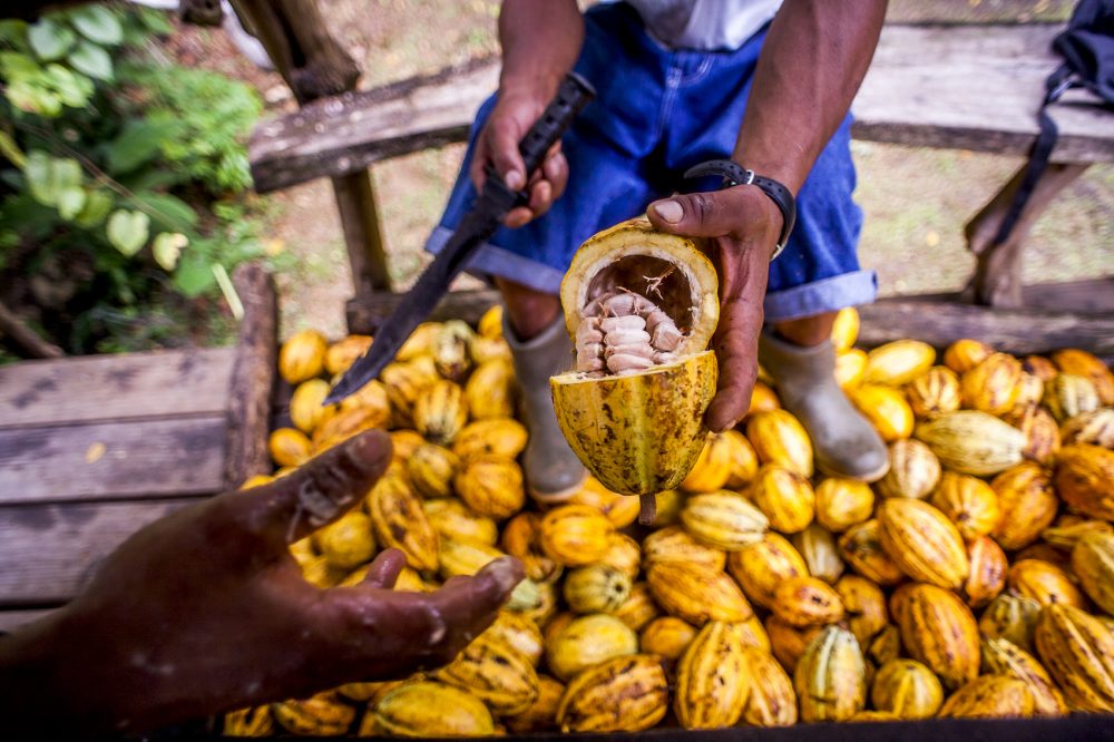 Cacao Costa Rica