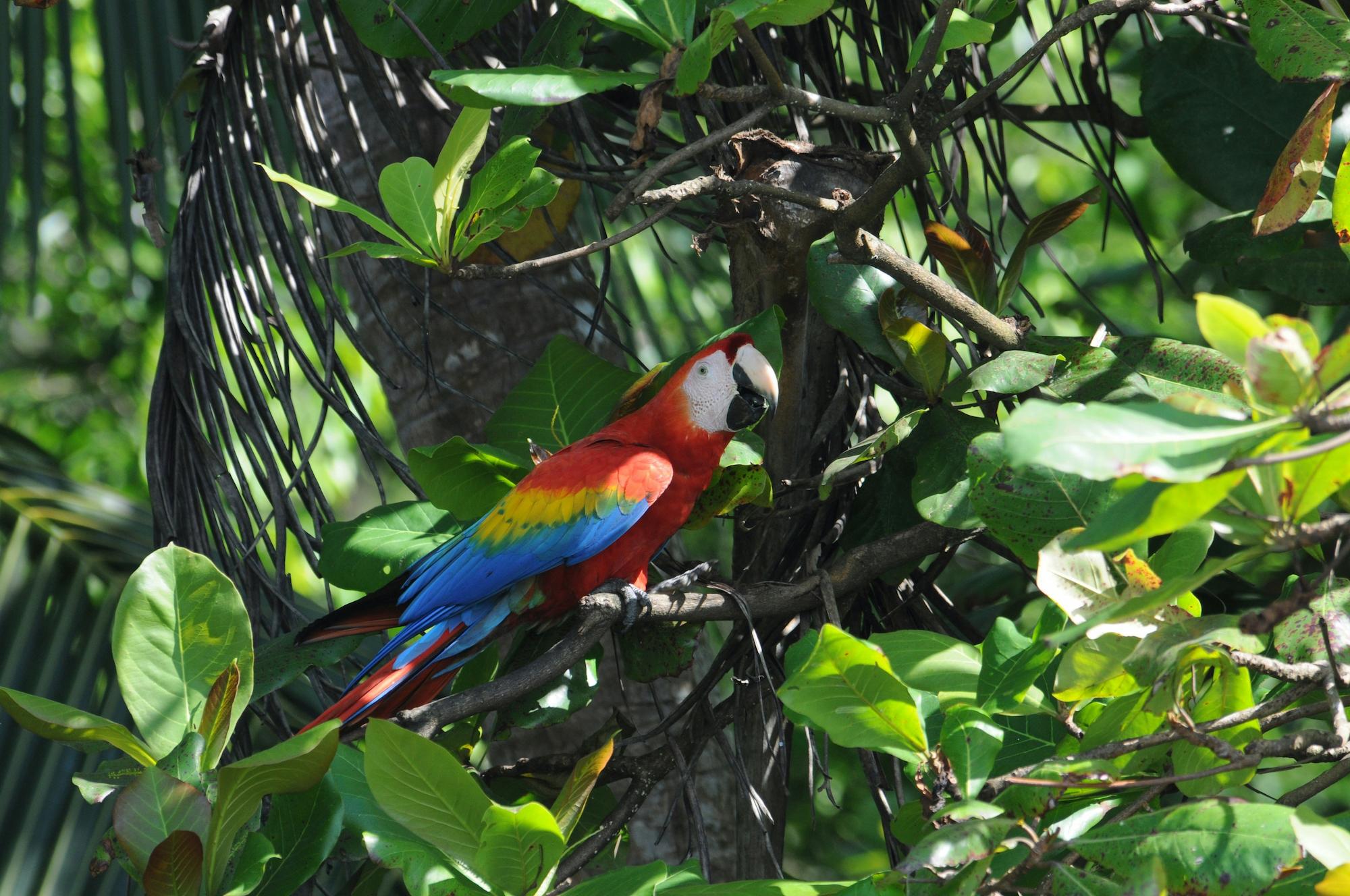 Scarlett Macaw