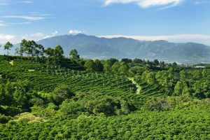 CR Marriott  Hacienda Belen Coffee Plantation