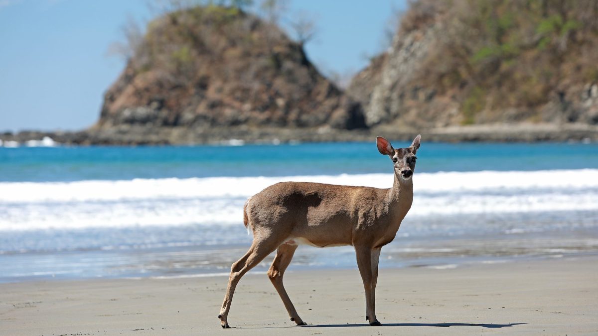 Punta Islita beach deer
