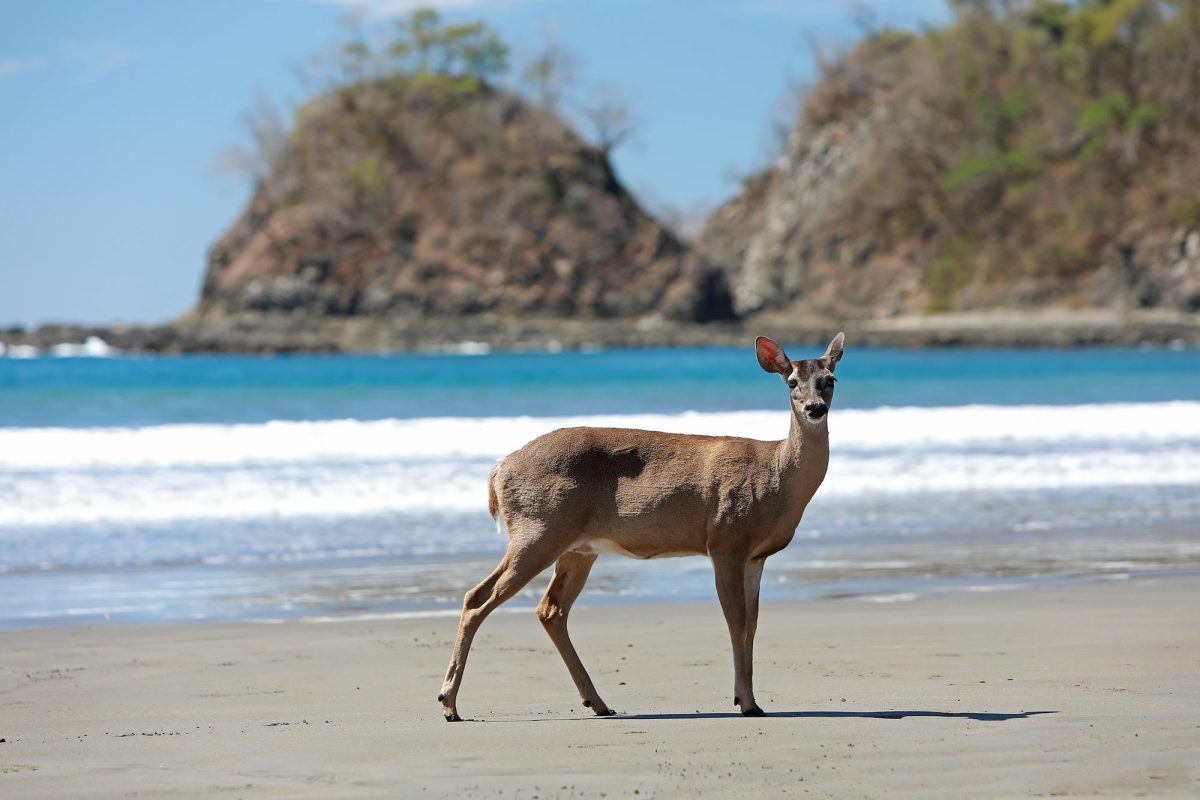 punta-islita-beach-deer