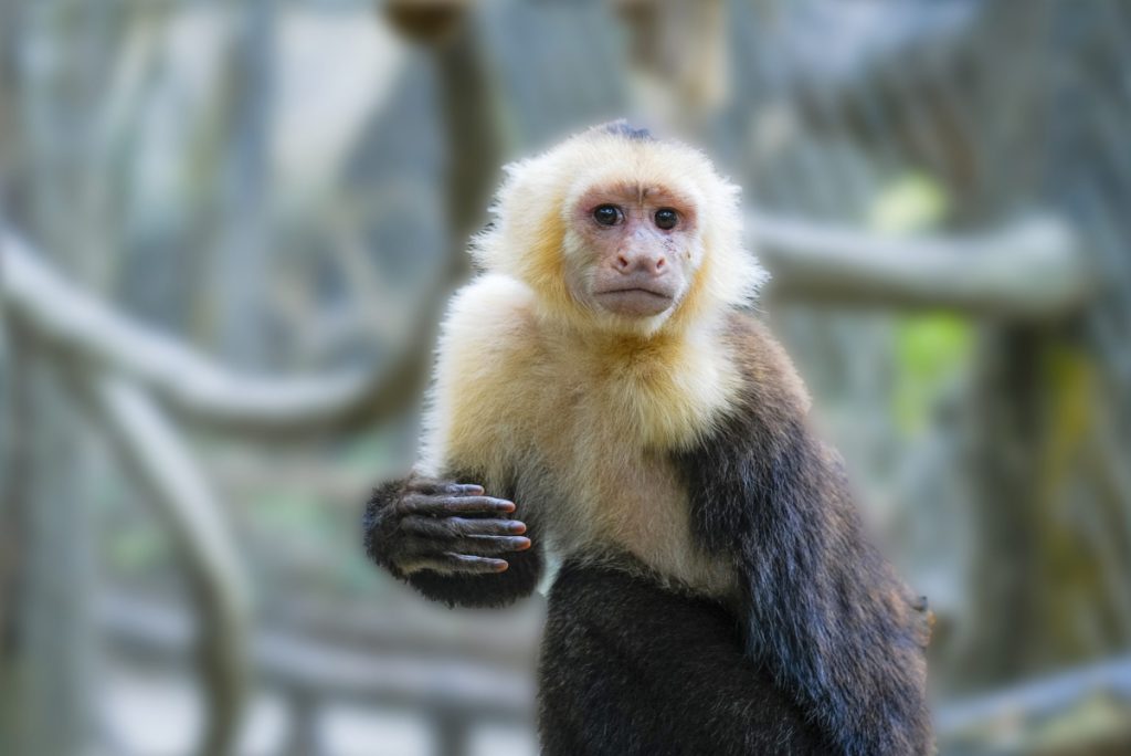 monkey-nature