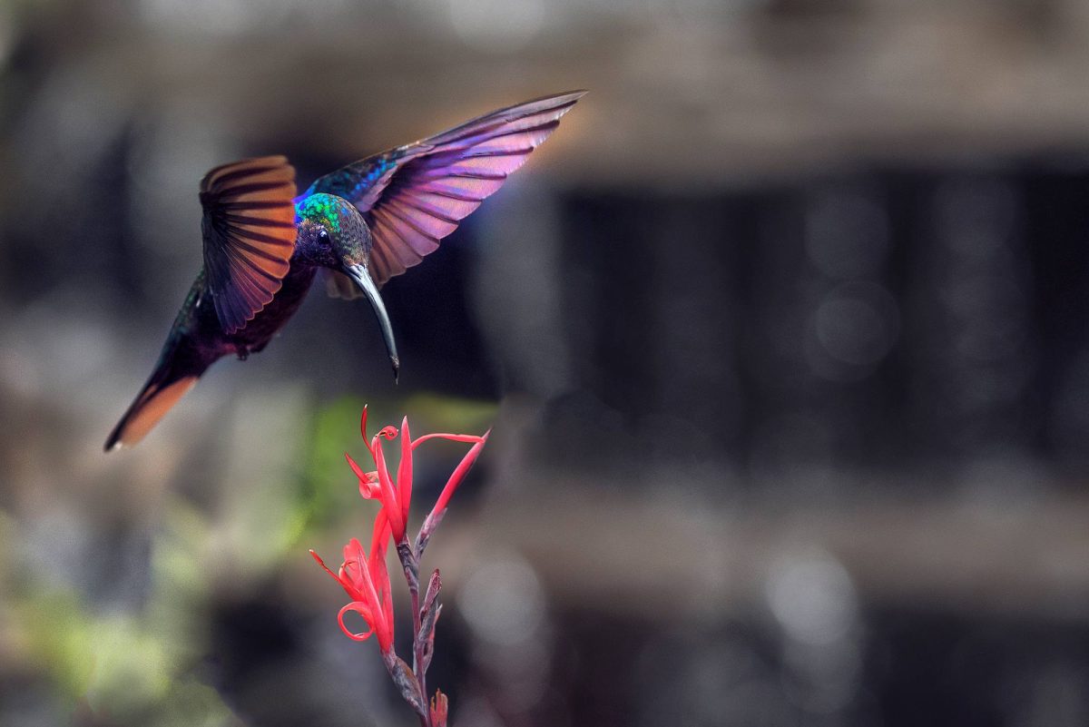 lapaz-hummingbird