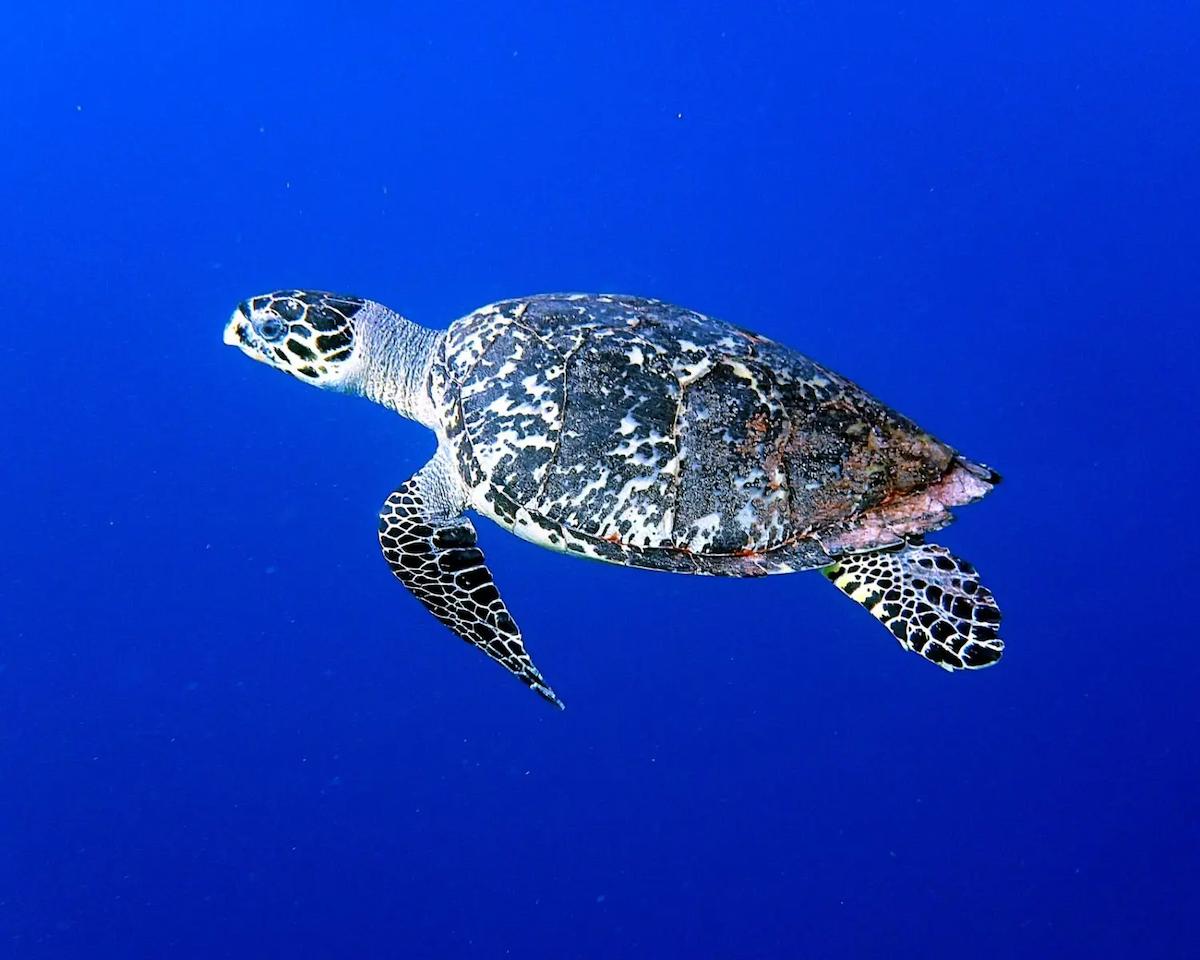 turtle-nesting-mawamba-tortuguero